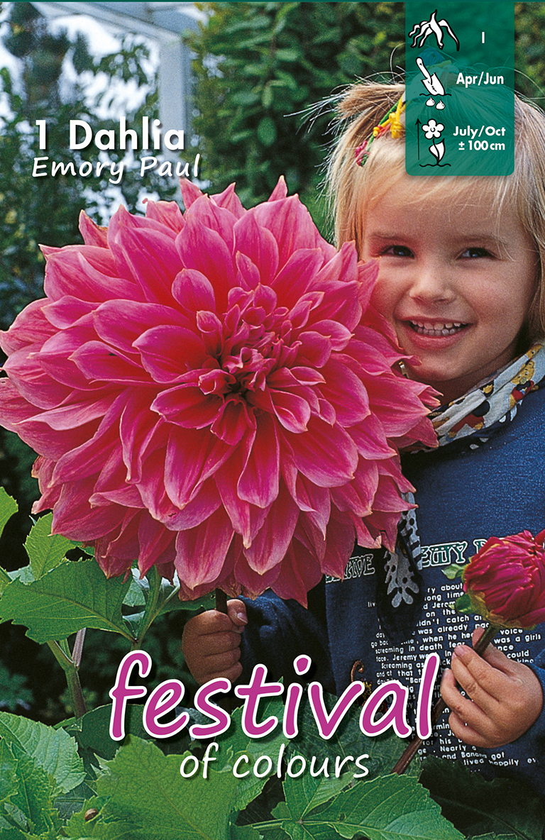 Dahlia Décoratifs Emory Paul