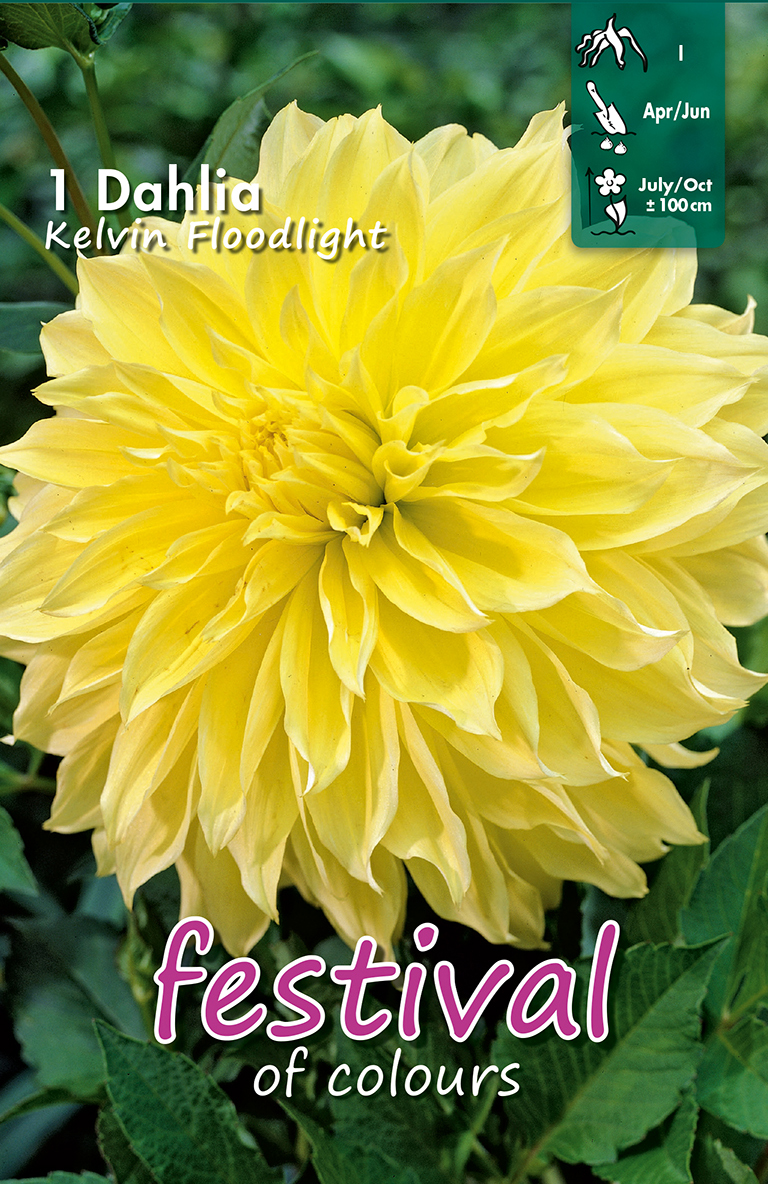 Dahlia Décoratifs .Kelvin Floodlight.