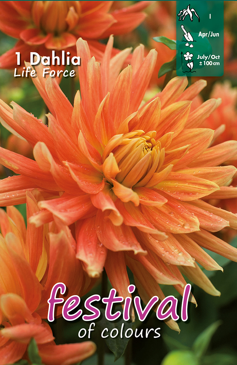 Dahlia Décoratifs Life Force