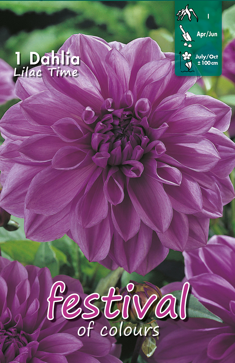 Dahlia Décoratifs Lilac Time
