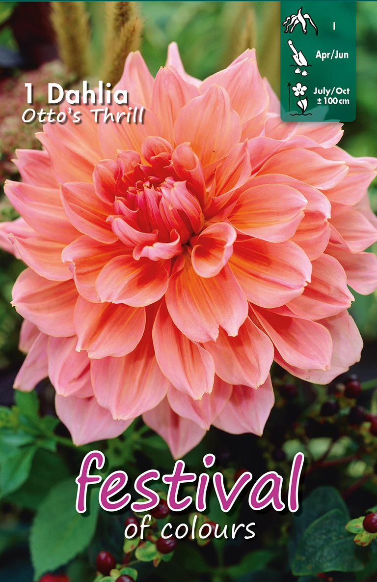 Dahlia Décoratifs Otto's Thrill