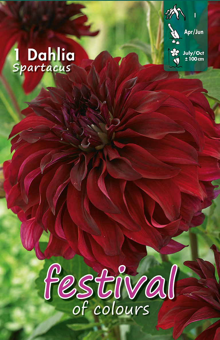 Dahlia Spartacus Décoratif