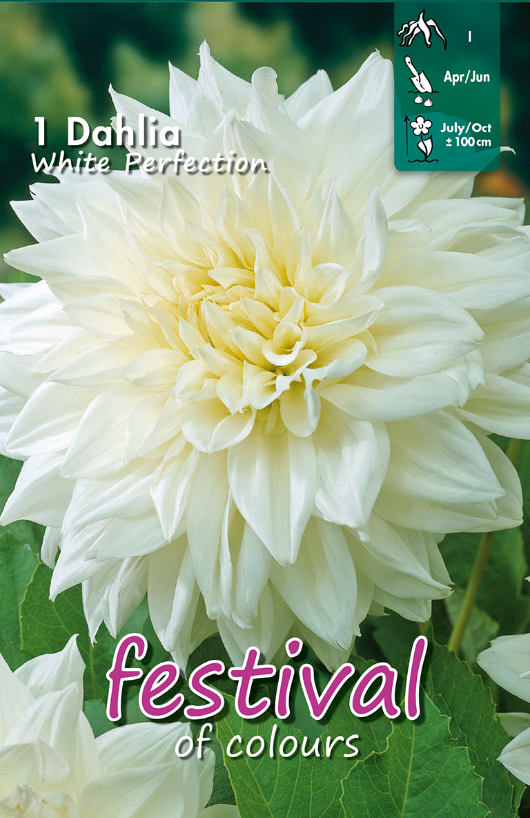 Dahlia Décoratifs White Perfection