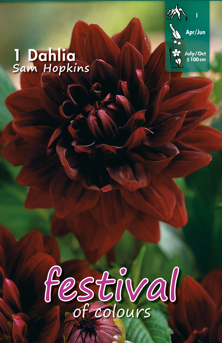 Dahlia Sam Hopkins Décoratif