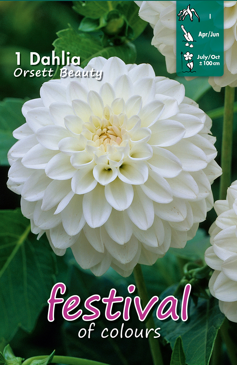 Dahlia Boules Orsett Beauty