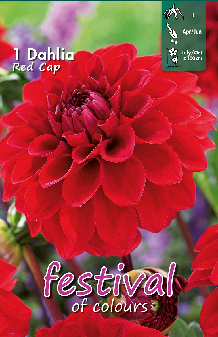 Dahlia Red Cap