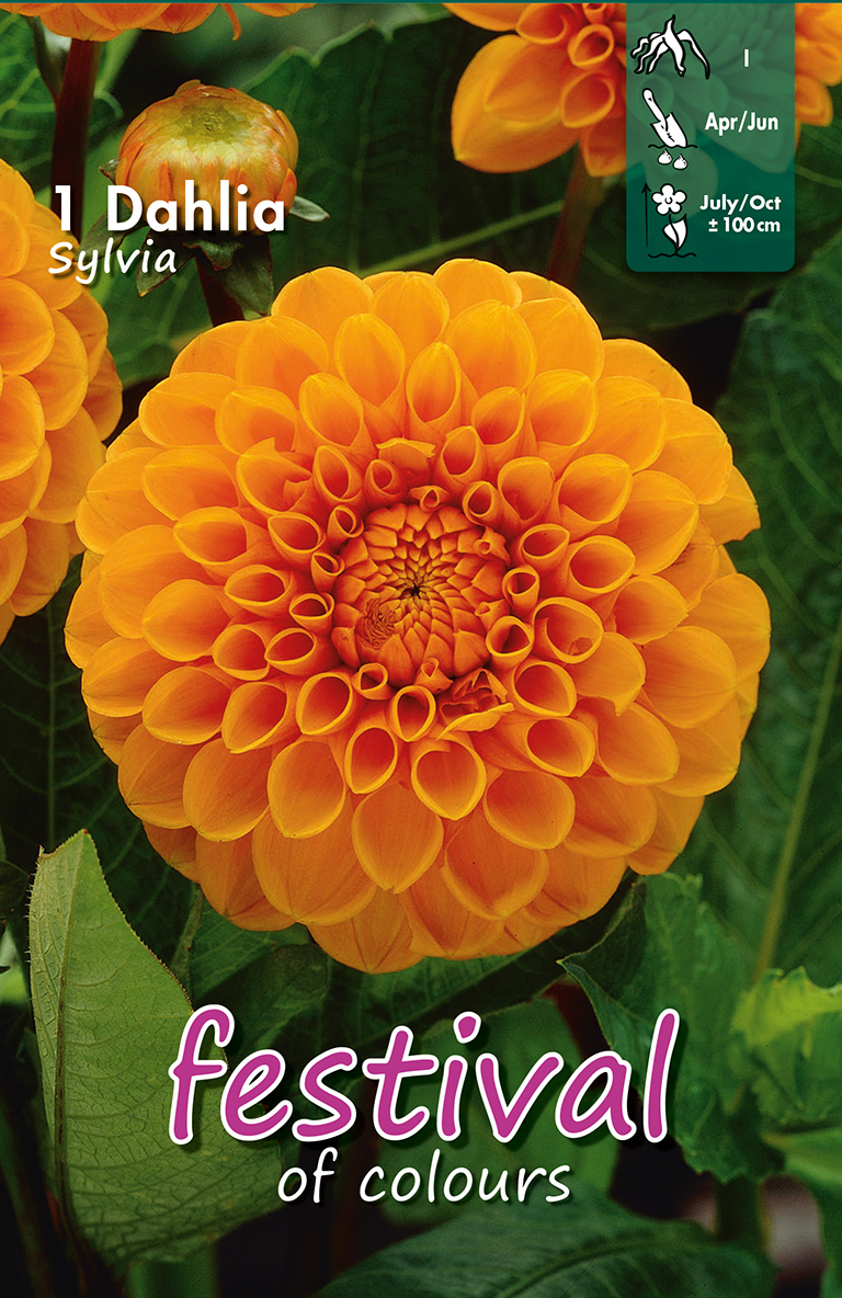Dahlia Boules Sylvia