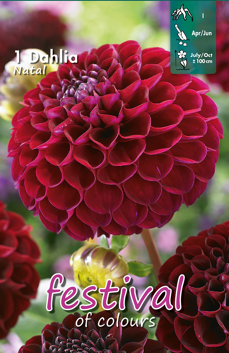 Dahlia Natal