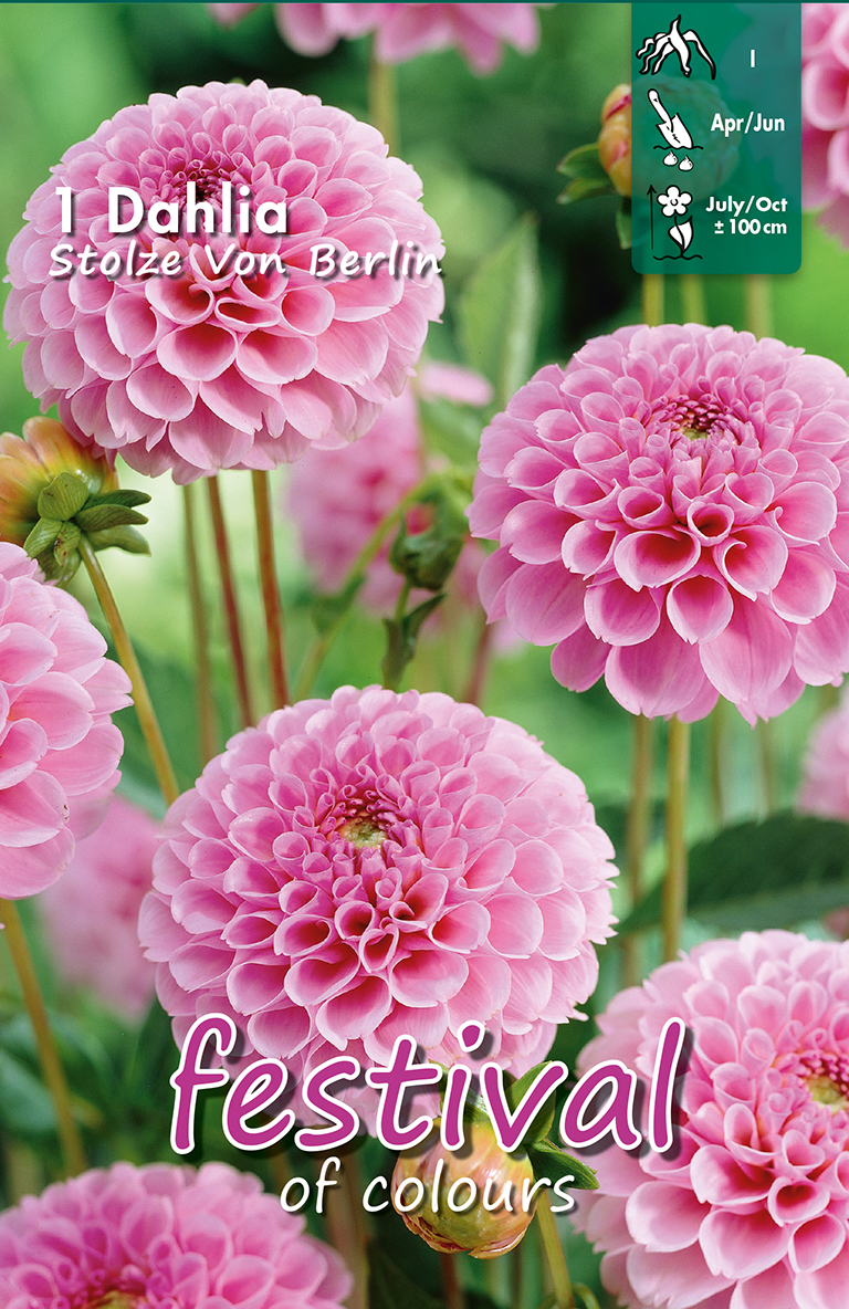 Dahlia Pompon Stolze von Berlin
