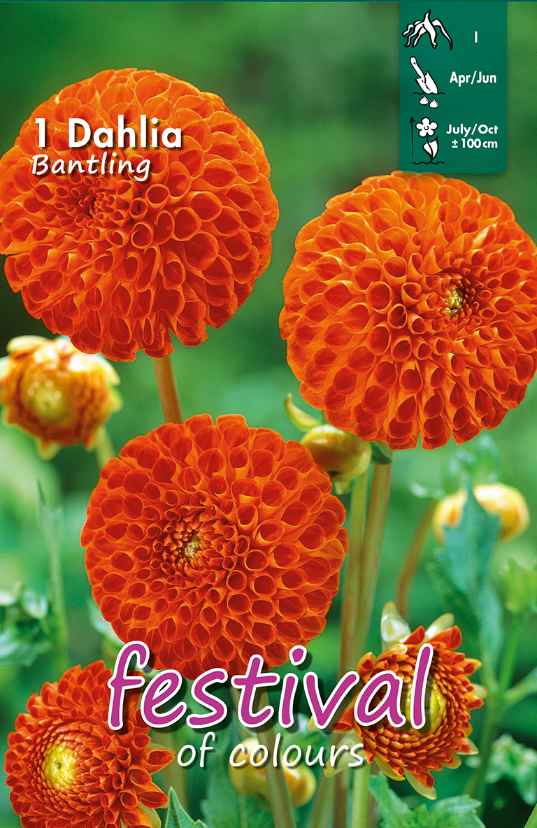 Dahlia Mini Pompon BANTLING