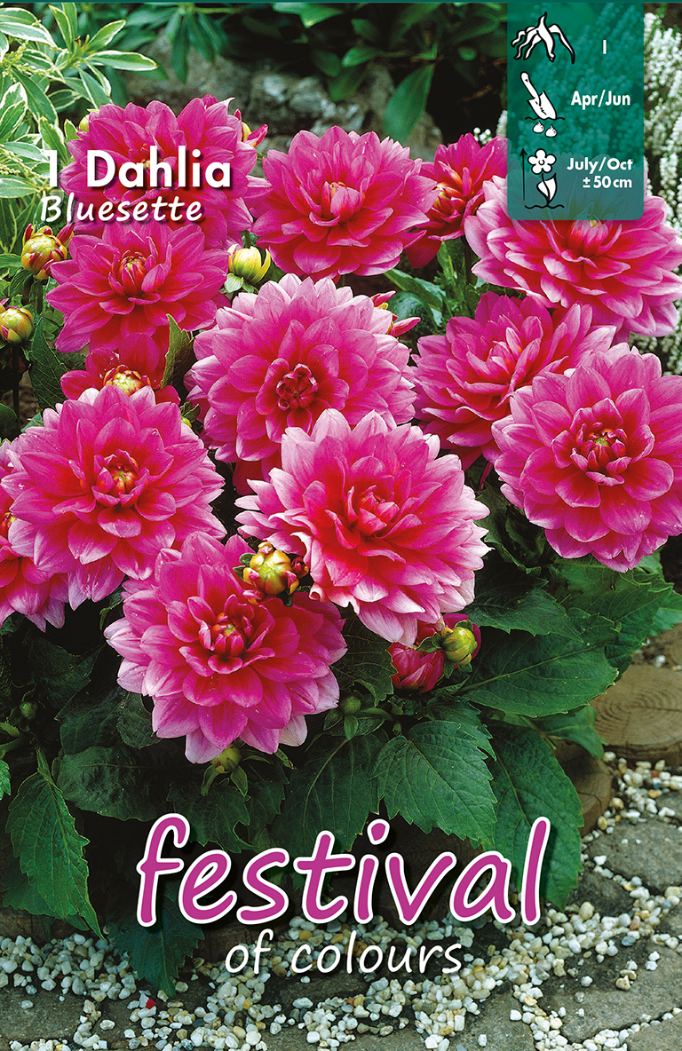 Dahlia Nains Décoratifs Bluesette