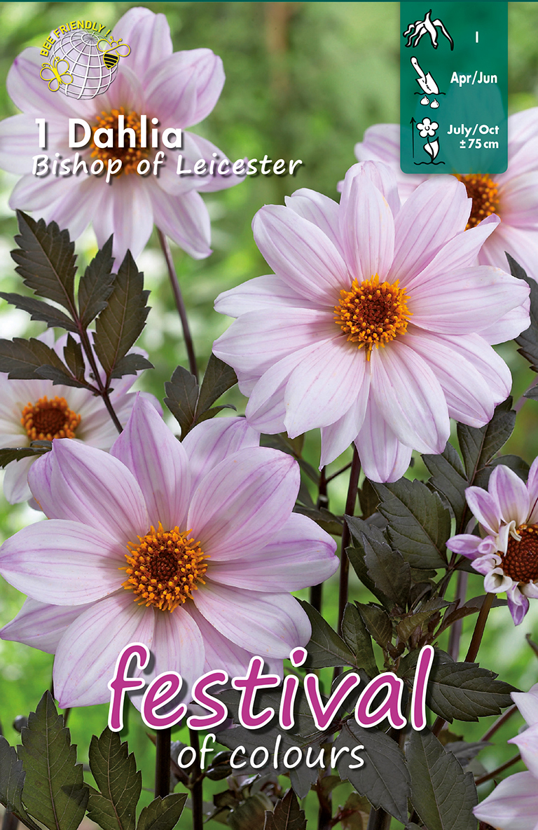 Dahlia Pivoines Bishop of Lancaster