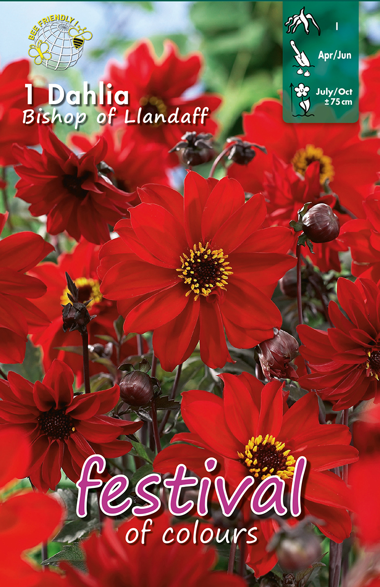 Dahlia Bishop of Llandaff