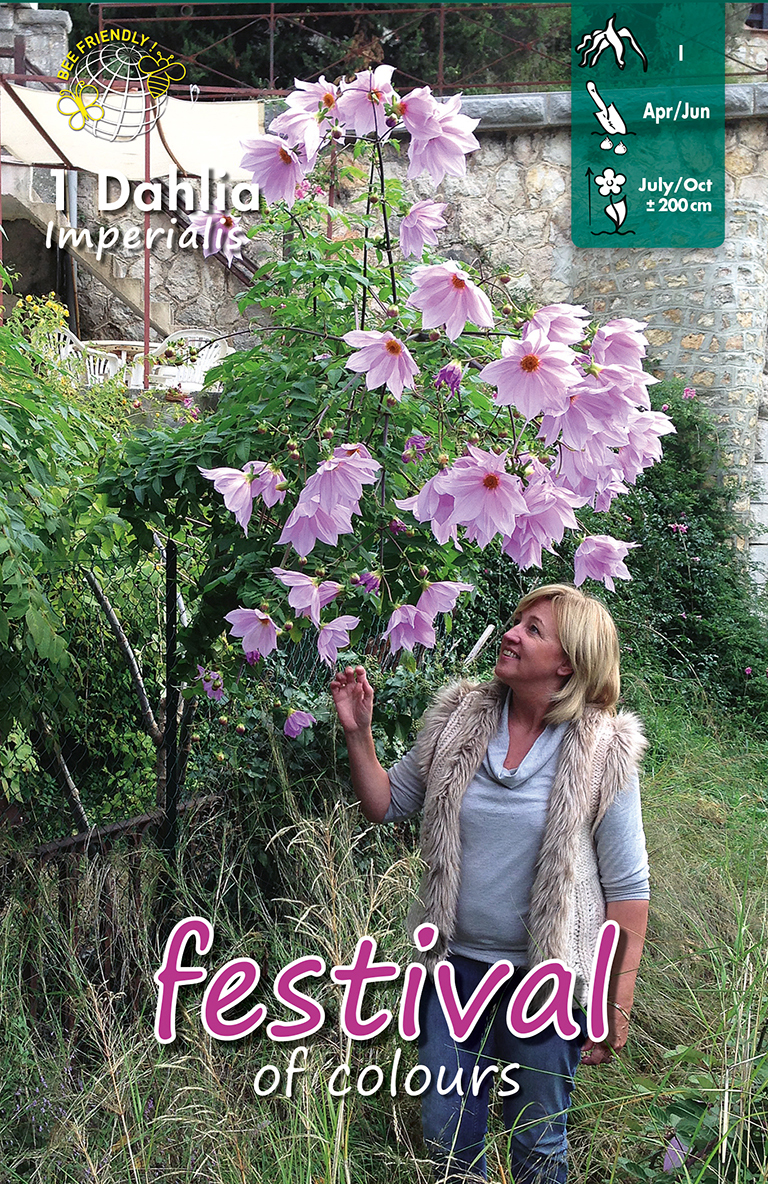 Dahlia Imperialis