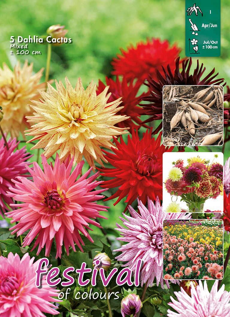 Dahlia en Mélange Cactus