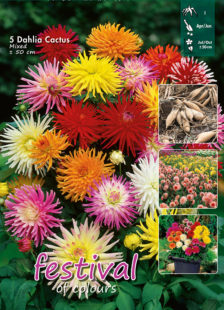 Dahlia en Mélange Nain Cactus