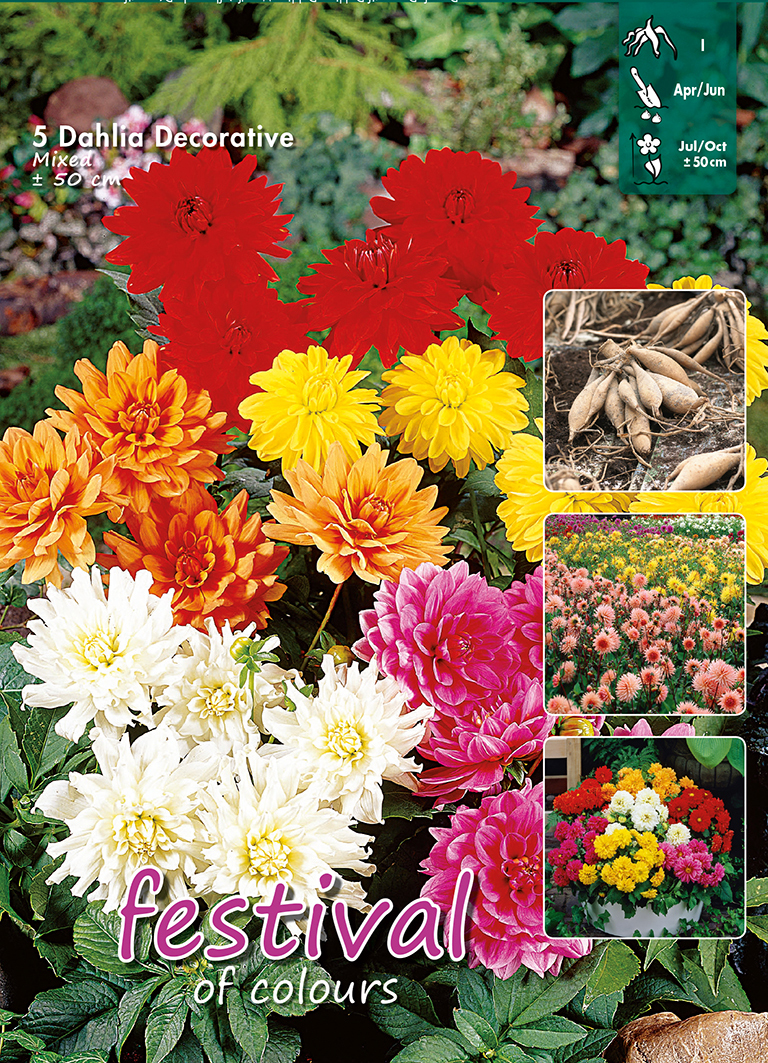 Dahlia en Mélange Nain