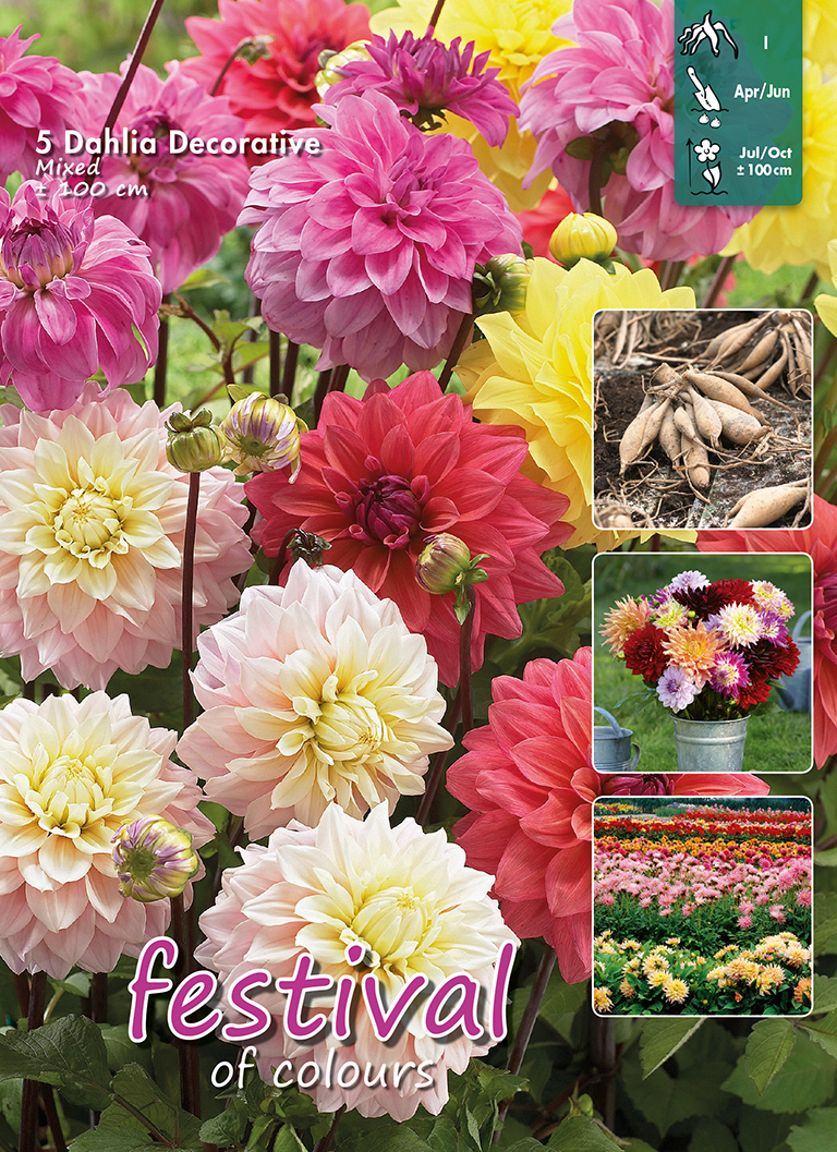 Dahlia en Mélange Décoratif