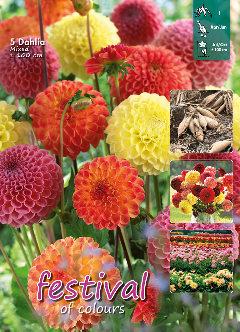 Dahlia en Mélange Pompon
