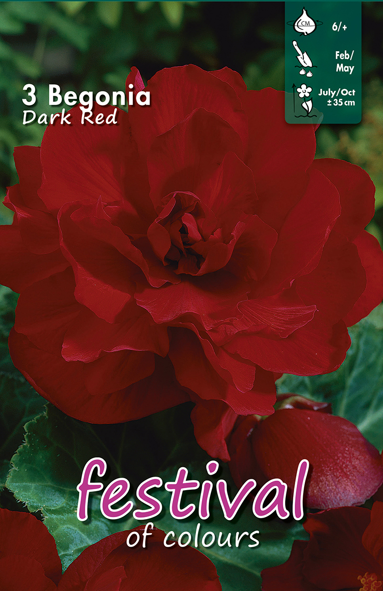 Begonia Rouge Foncé Doubles