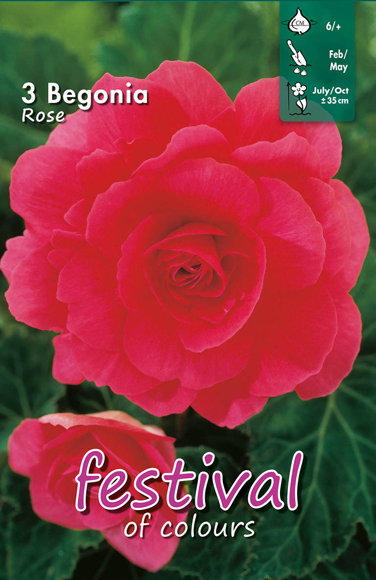 Bégonia Grandiflora Rose