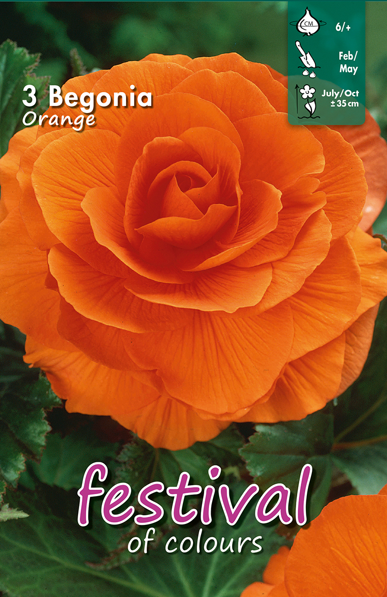 Bégonia Grandiflora Orange