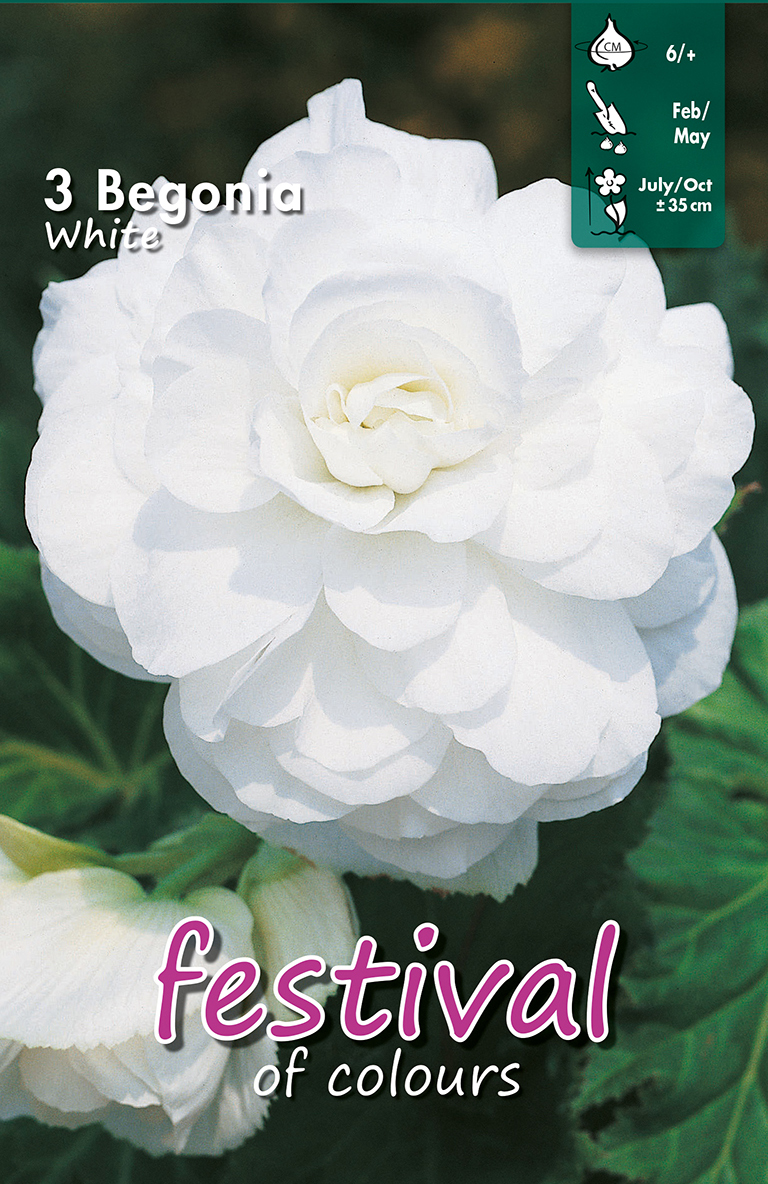 Bégonia grandiflora Blanc