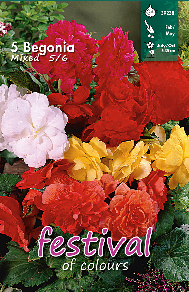 Begonia en Mélange Doubles
