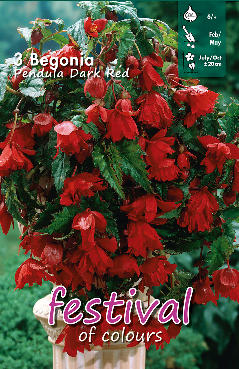 Begonia Rouge Foncé Pendula