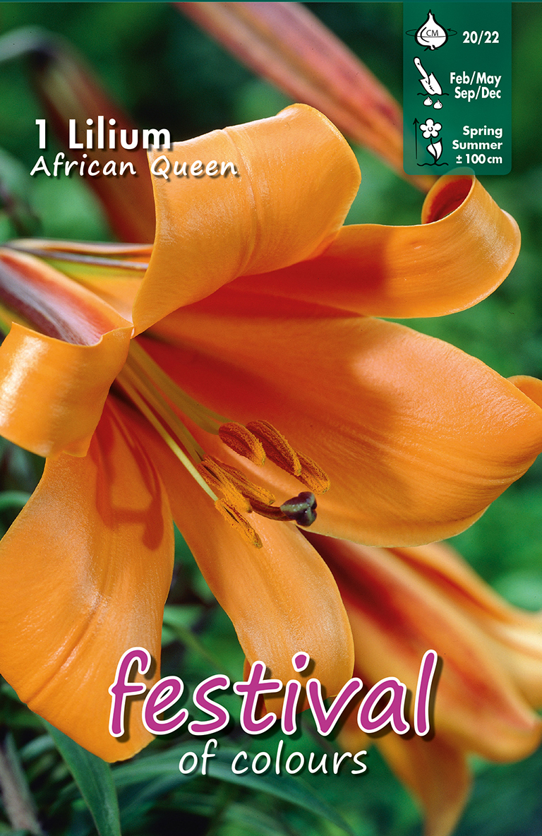 Lilium Trompettes African Queen