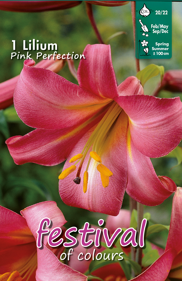 Lilium Trompettes Pink Perfection