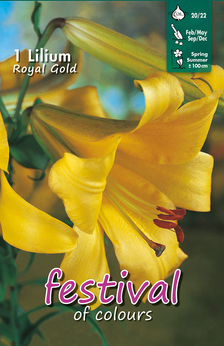 Lilium Trompettes Royal Gold
