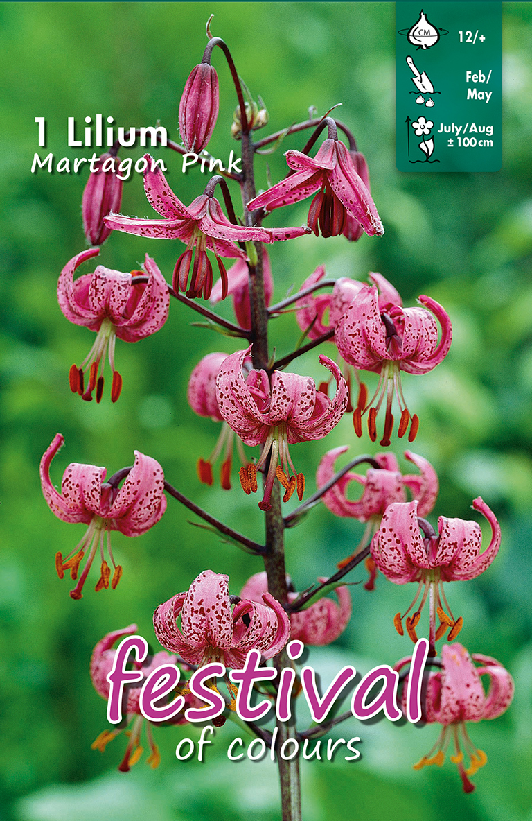Lilium Orientalis Martagon Roseum