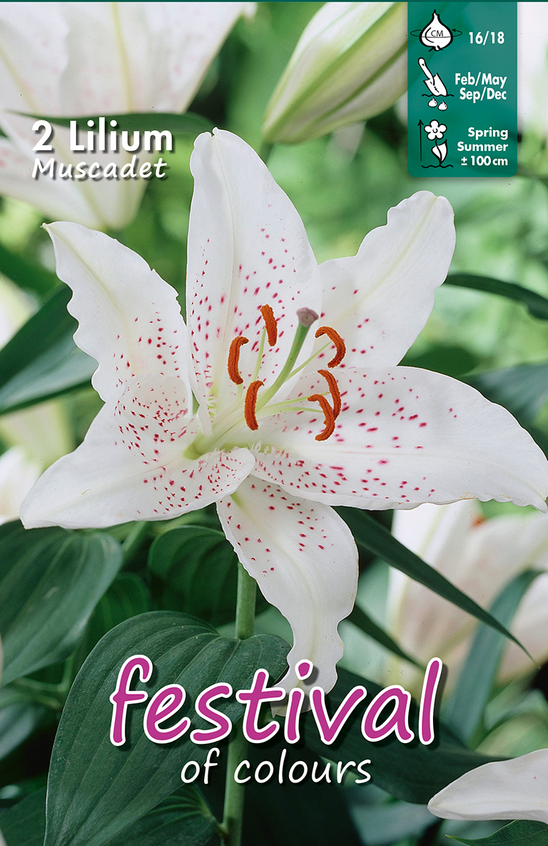 Lilium Orientalis Muscadet