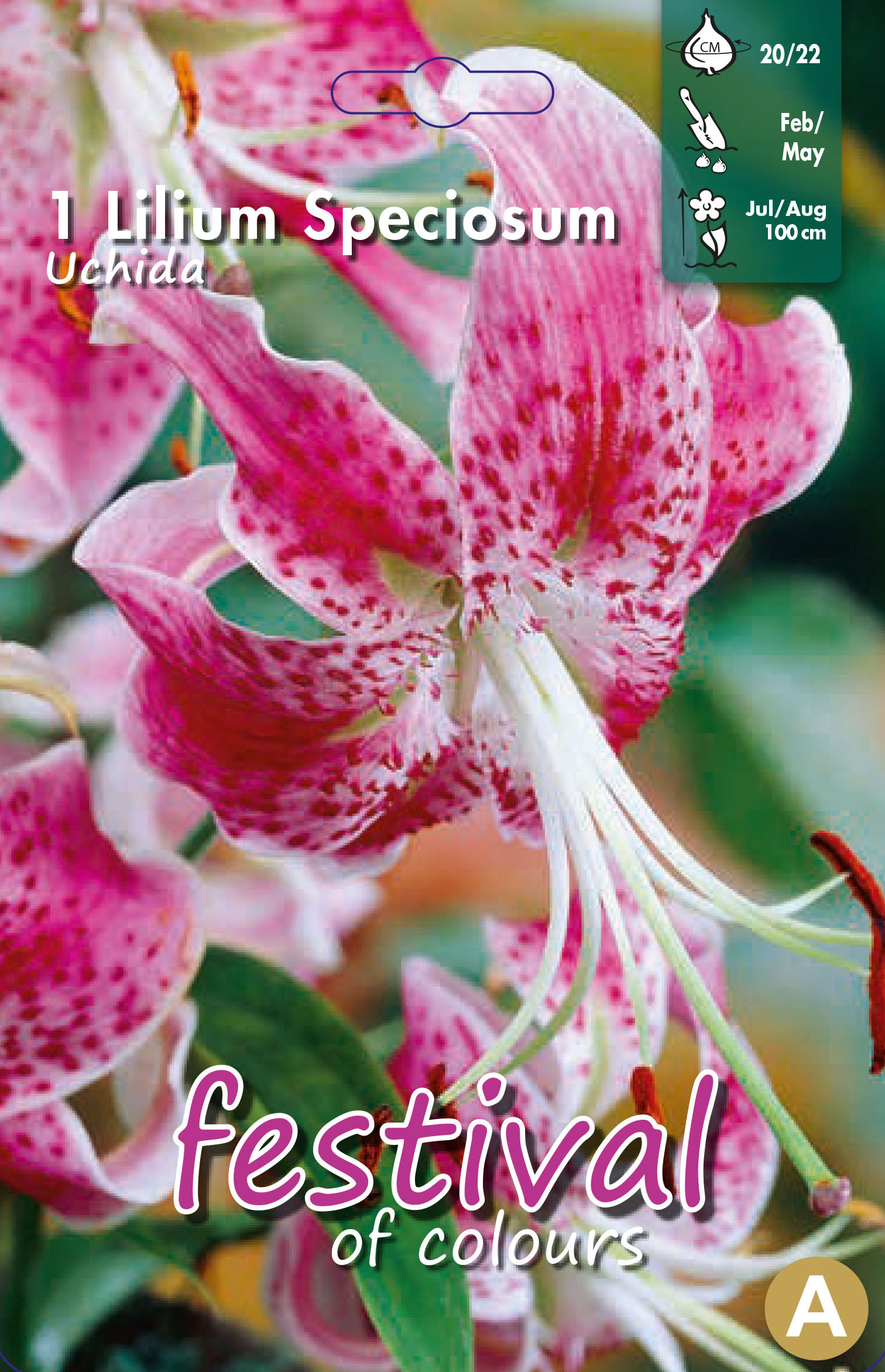 Lilium Speciosum Uchida