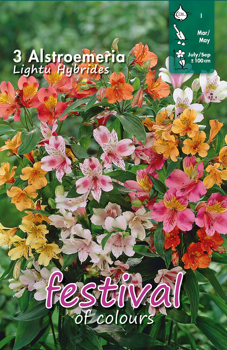 Alstroemeria Lightu Hybriden