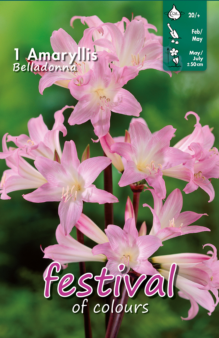 Amaryllis 'Belladonna'