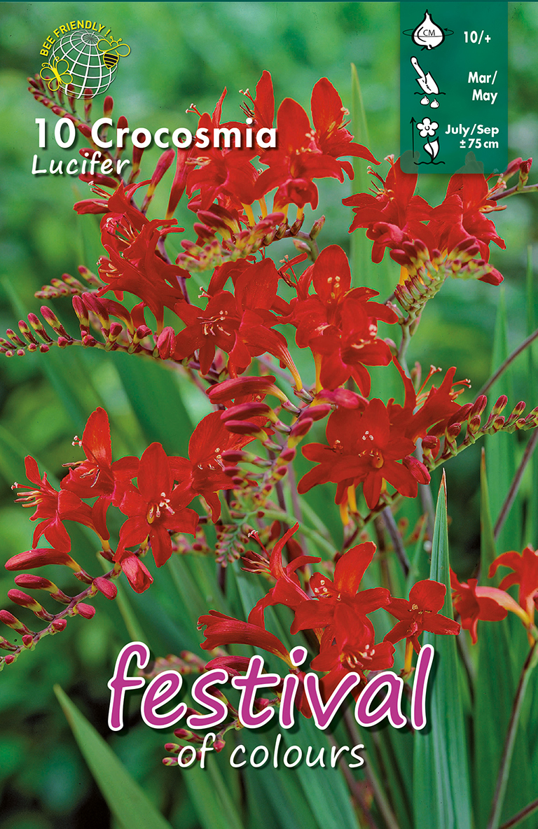 Crocosmia x croscosmiilflora Lucifer