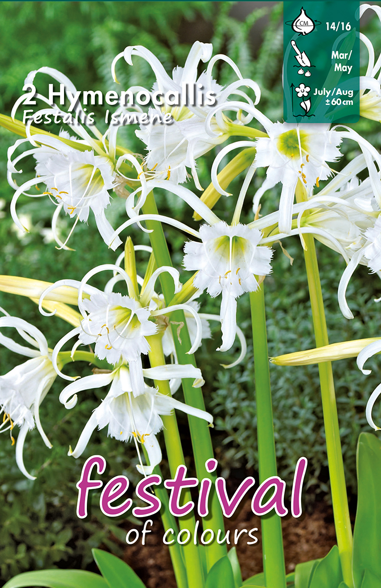 Hymenocallis Festalis