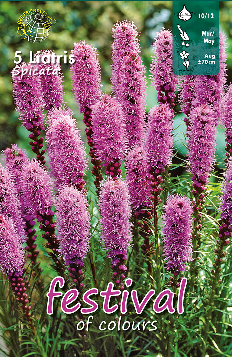 Liatris spicata
