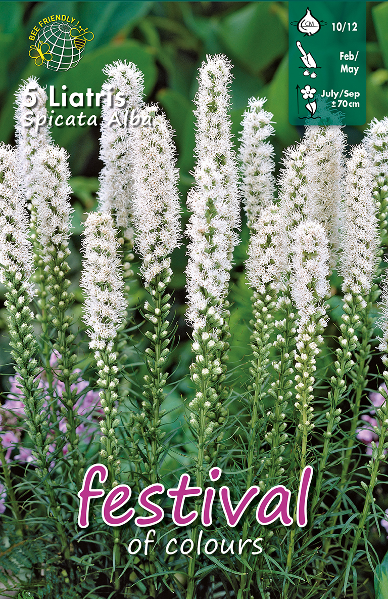 Liatris spicata 'Alba'