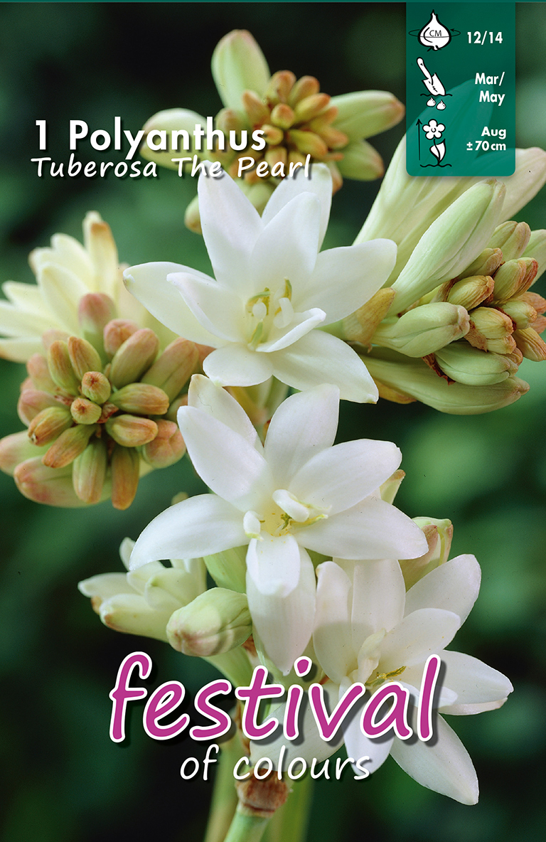 Polyanthus tuberosa The Pearl