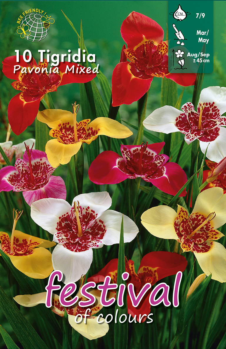 Tigridia Pavonia Mélange