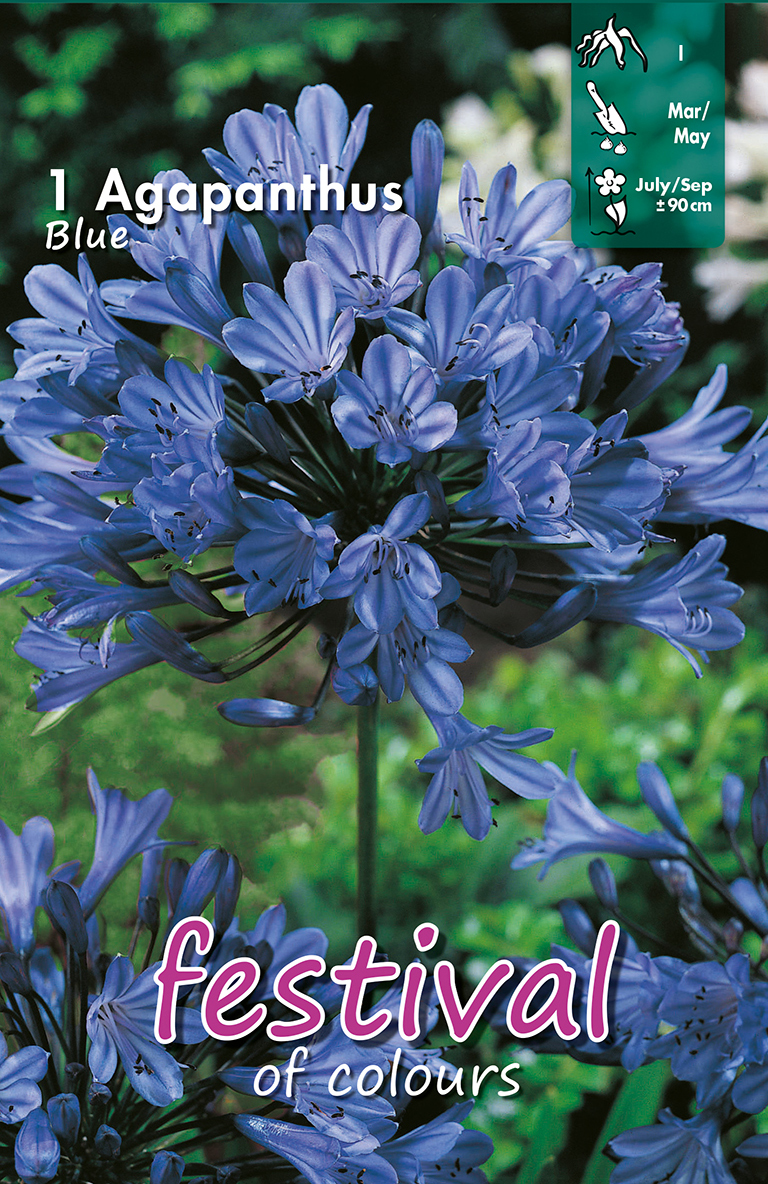 AGAPANTHUS BLEU