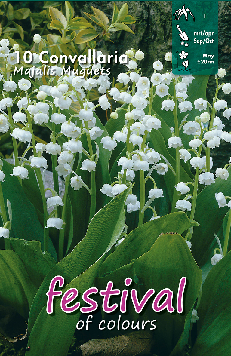 Convallaria majalis (Muguets)