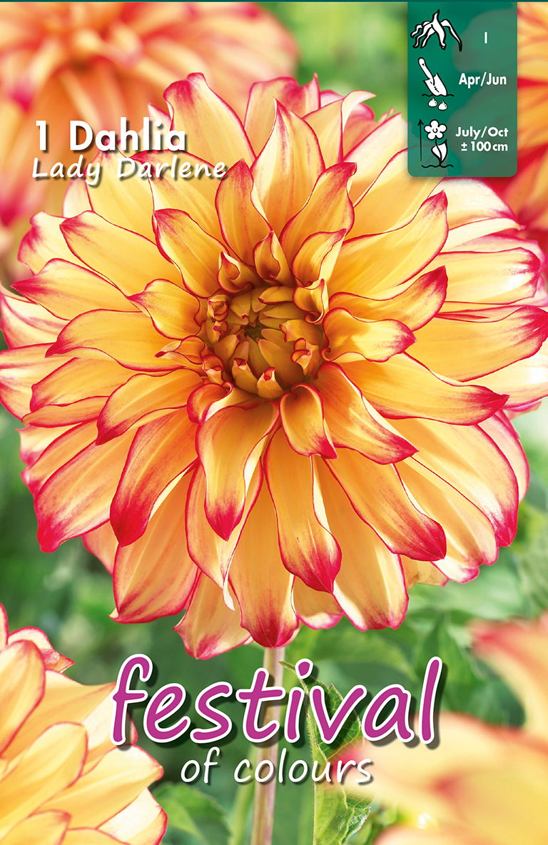 Dahlia Lady Darlène Décoratif