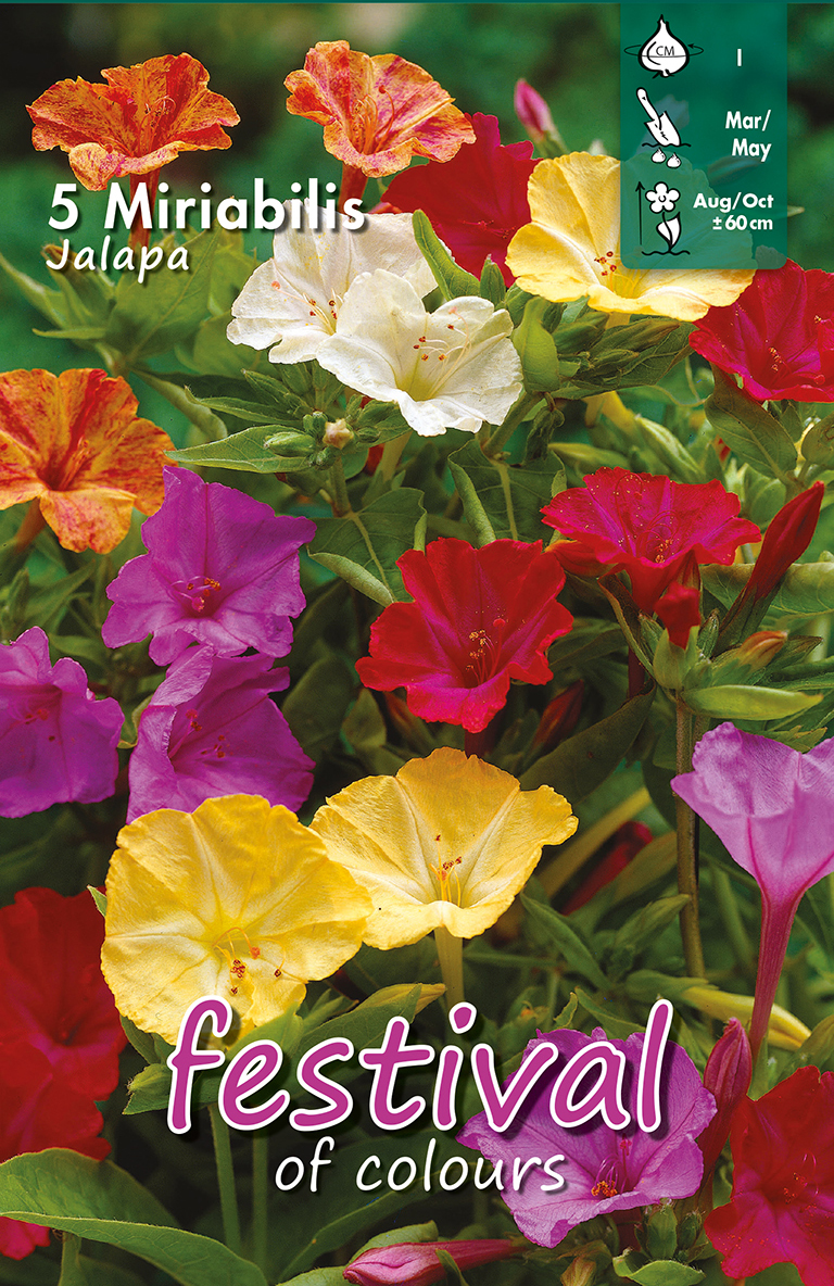 Mirabilis Jalapa
