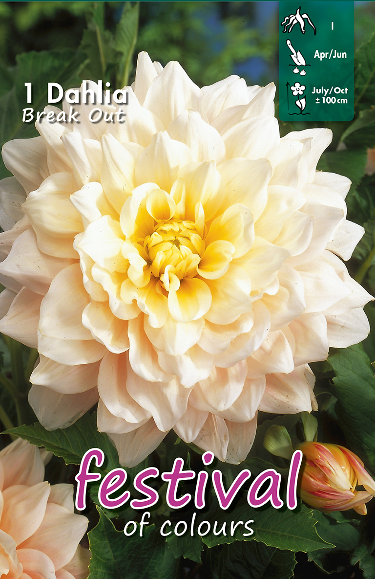 Dahlia Break Out Décoratif