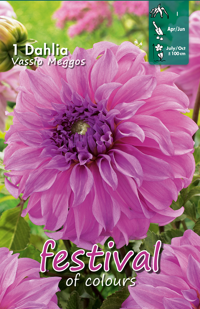 Dahlia Vassio Meggos Décoratif