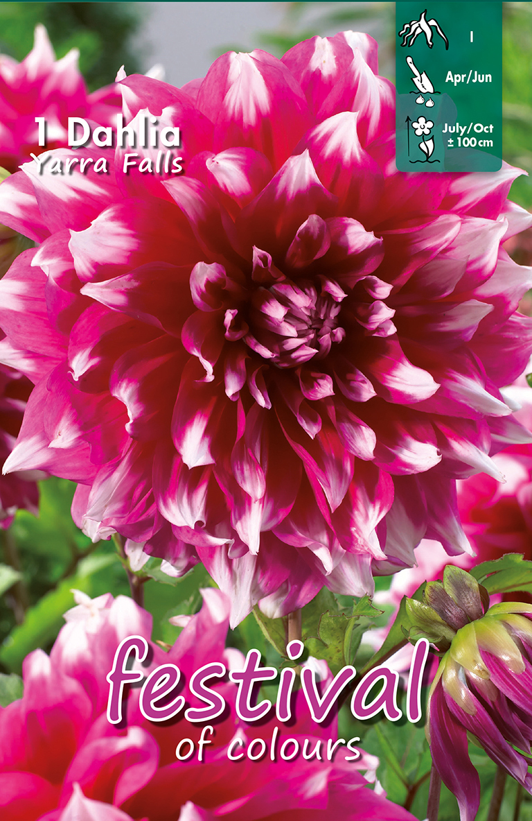 Dahlia Yarra Falls Décoratif